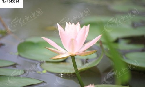 氨芐西林丙磺舒原研药叫什么名字-氨?S西林丙磺舒胶囊是什么药网 - 为你提供氨芐西林丙磺舒胶囊是什么药、氨苄西林丙磺舒颗粒的功效
