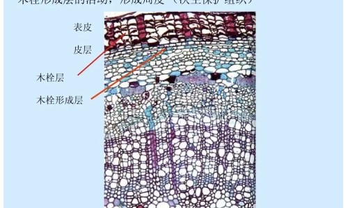 氨?S西林丙磺舒胶囊是什么药网 - 为你提供氨芐西林丙磺舒胶囊是什么药、氨苄西林丙磺舒颗粒的功效